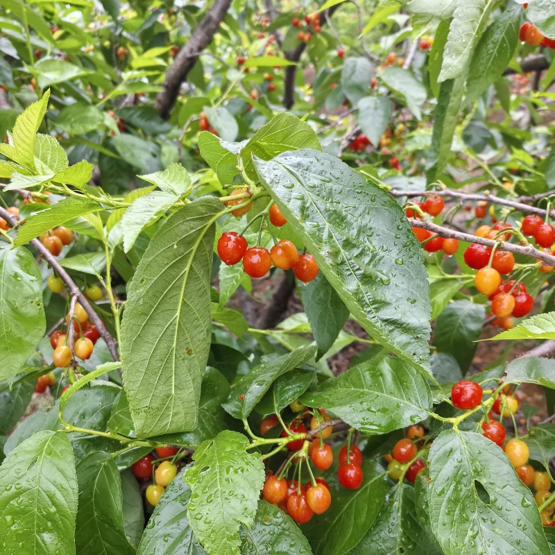 玛瑙红