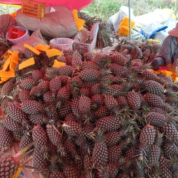 金钻凤梨