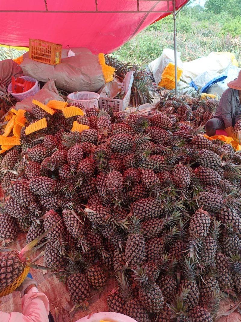 金钻凤梨