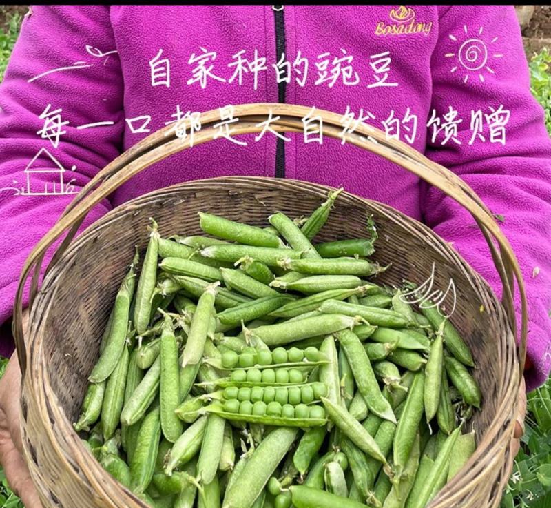 四川早春嫩豌豆