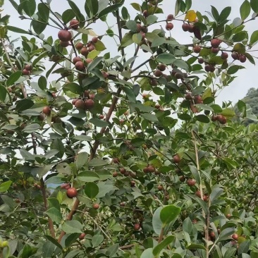 ***茶籽油