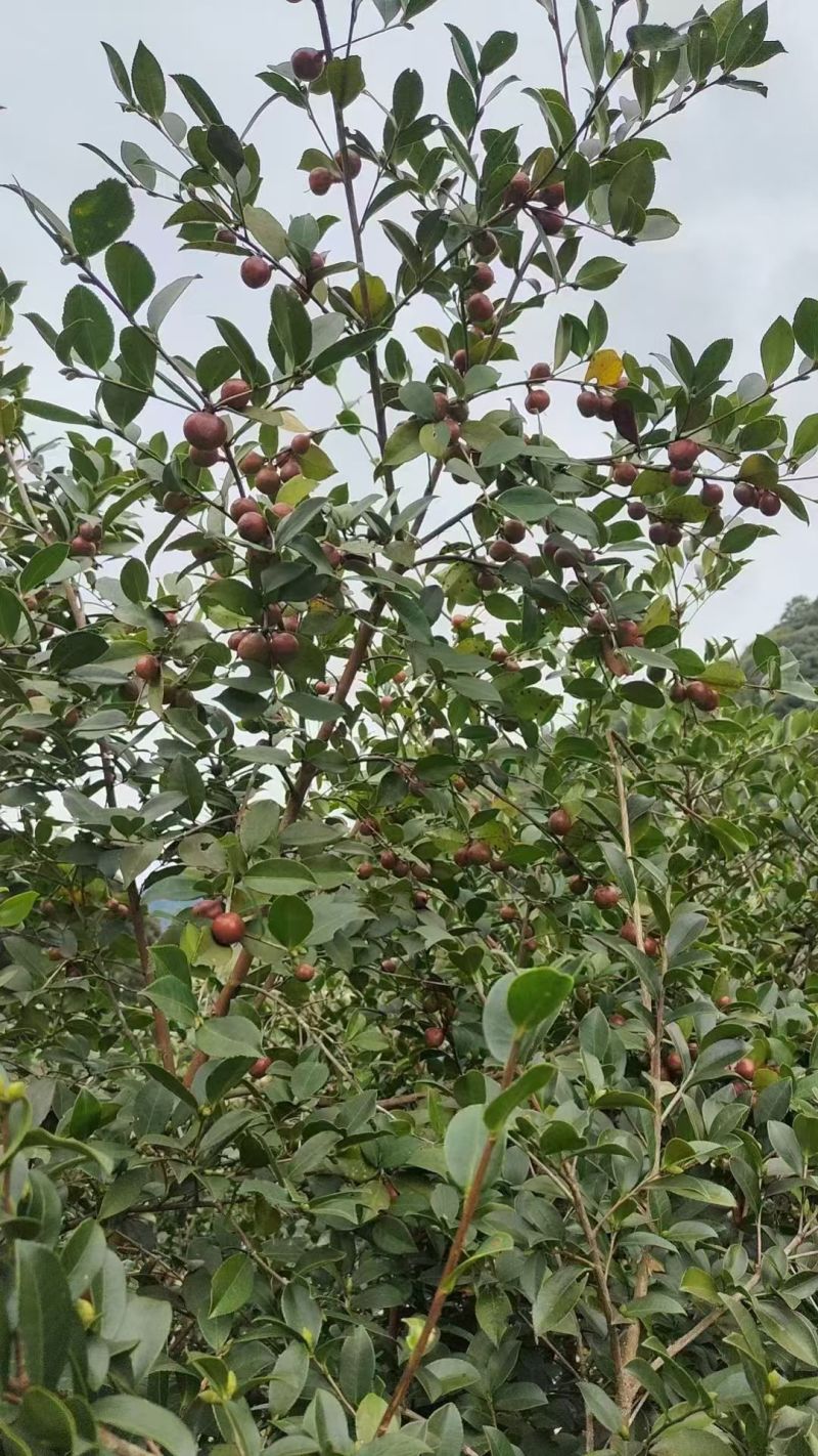***茶籽油