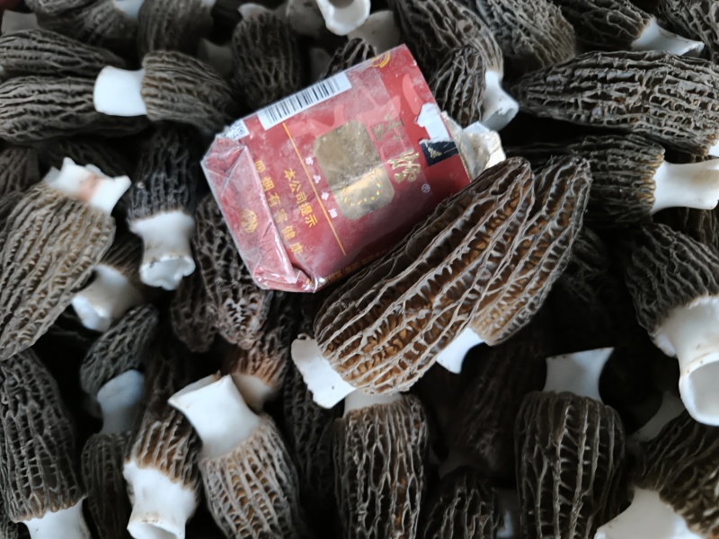 羊肚菌