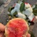 红宝石芭乐