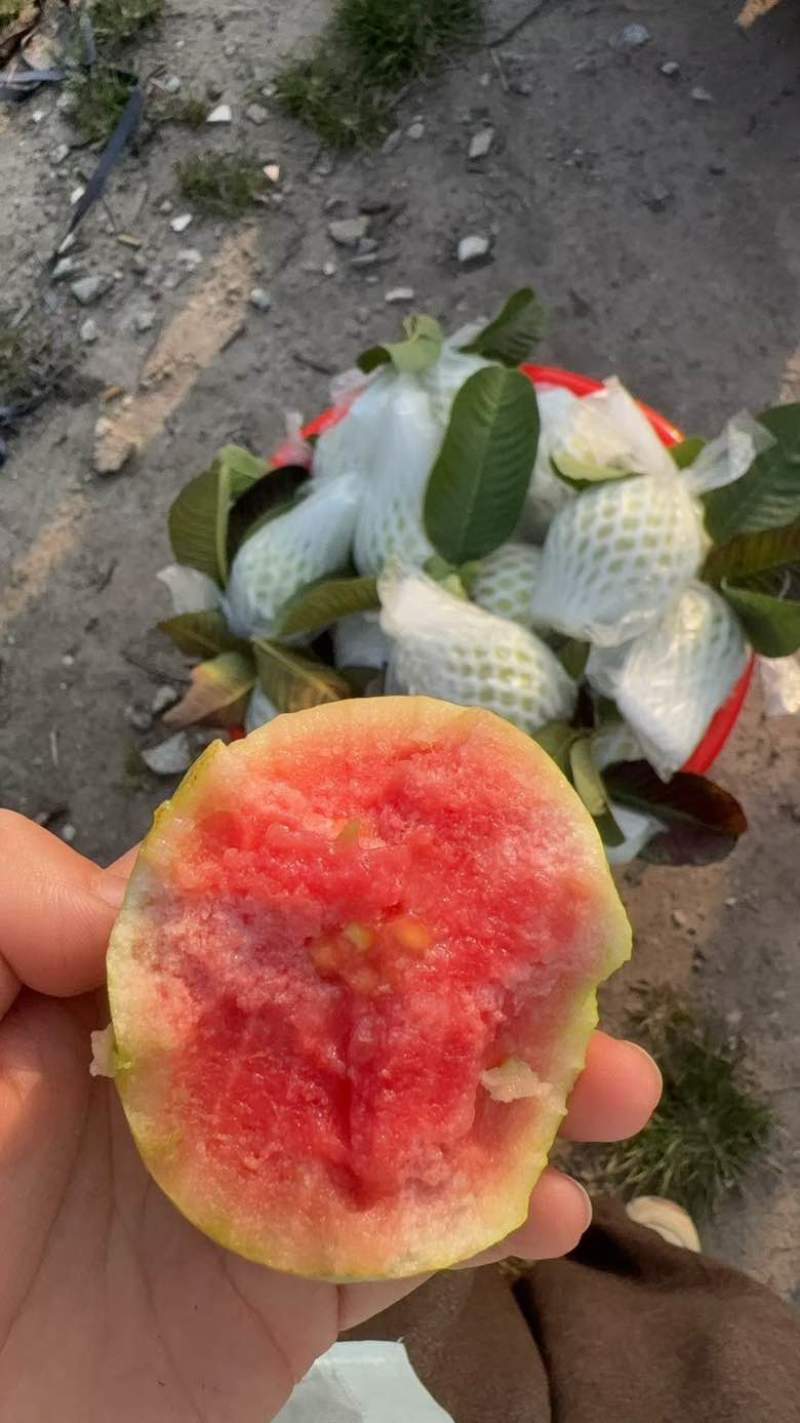 红宝石芭乐