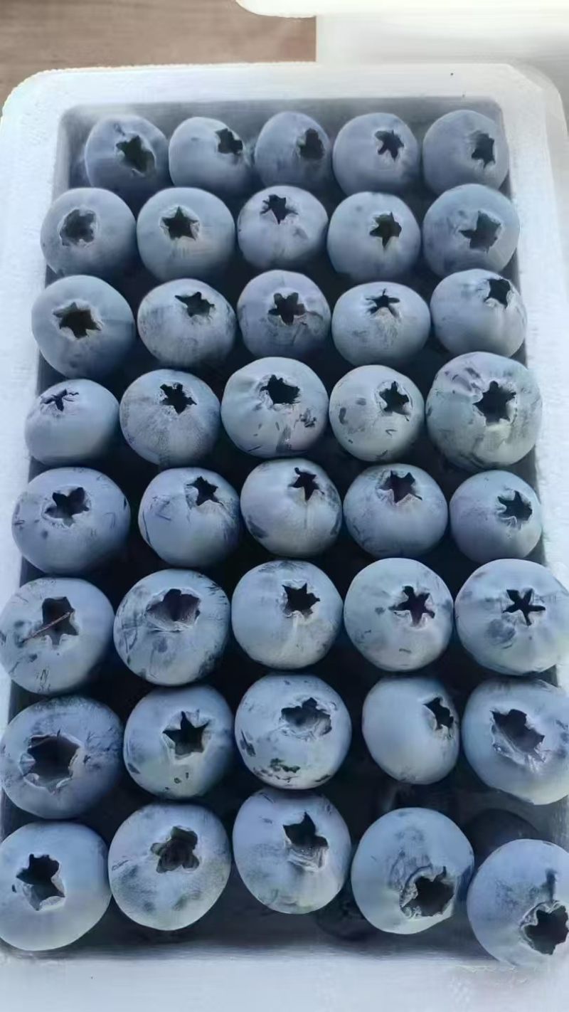 山东产地蓝莓，L25，F6，L11，H5,T串果，