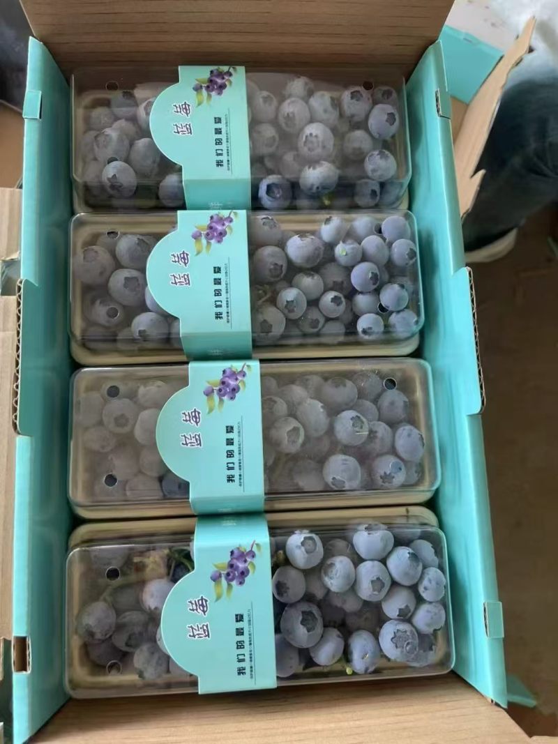 山东产地蓝莓，L25，F6，L11，H5,T串果，