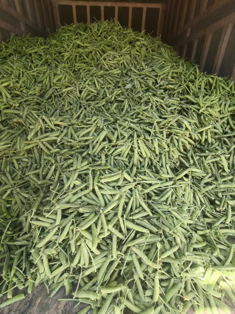 豌豆