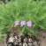 绿芦笋，及优质杂交一代芦笋苗。