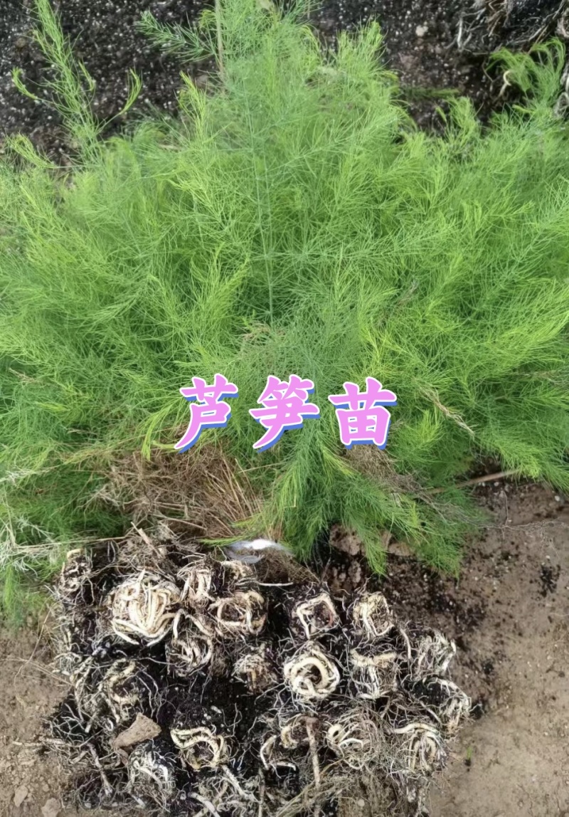 绿芦笋，及优质杂交一代芦笋苗。