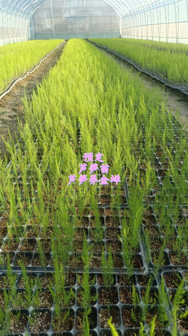 绿芦笋，及优质杂交一代芦笋苗。