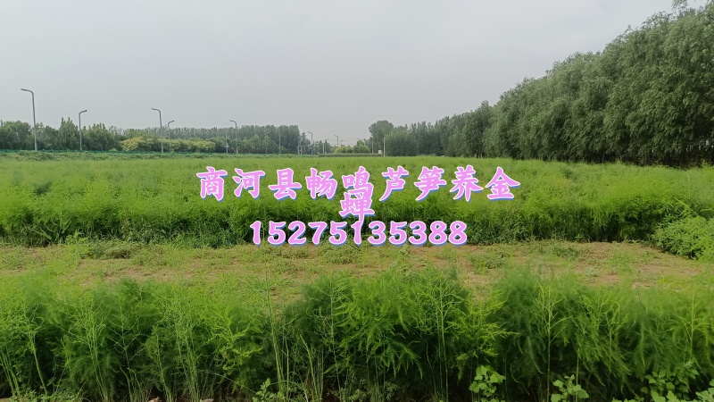 绿芦笋，及优质杂交一代芦笋苗。