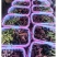 桑葚