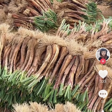 山西旱地红葱