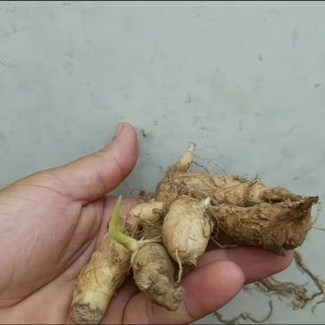 竹薯（种植用种）