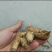 竹薯（种植用种）