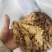 竹薯（种植用种）