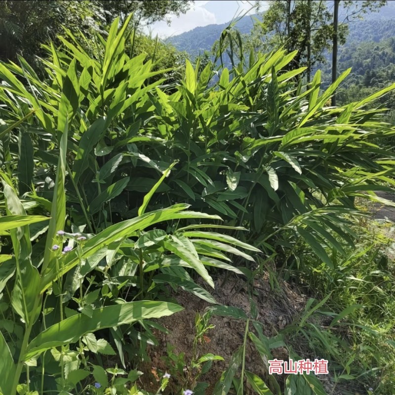 南姜、山姜头（4年老姜）