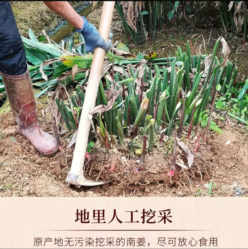 南姜、山姜头（4年老姜）