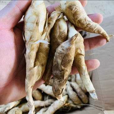 竹薯、冬粉薯（无渣）种植