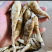 竹薯、冬粉薯（无渣）种植