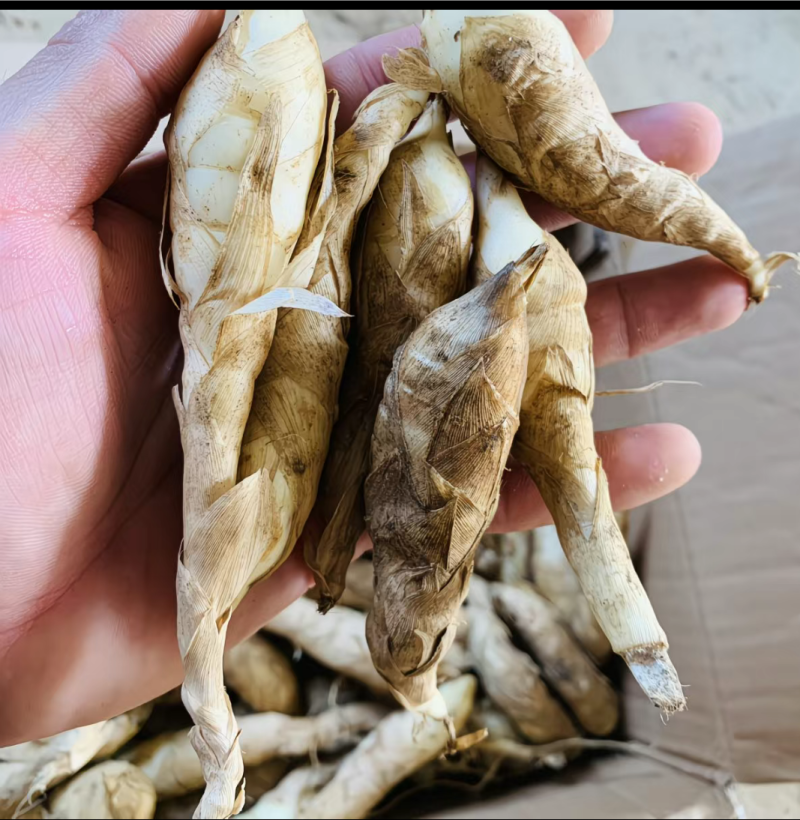 竹薯、冬粉薯（无渣）种植