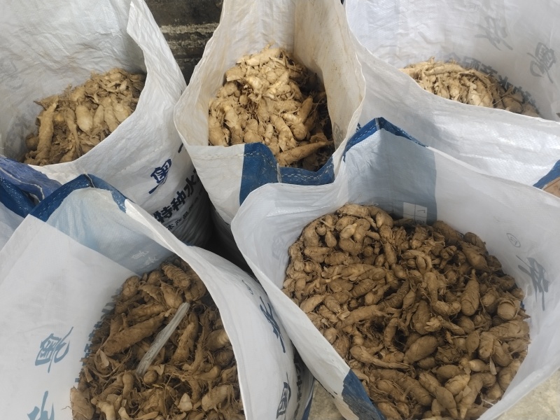 竹薯、冬粉薯（无渣）种植
