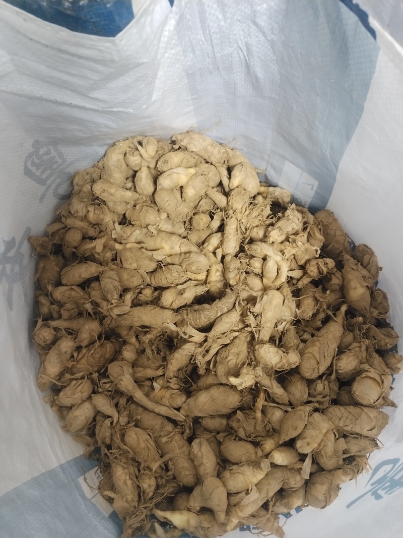 竹薯、冬粉薯（无渣）种植