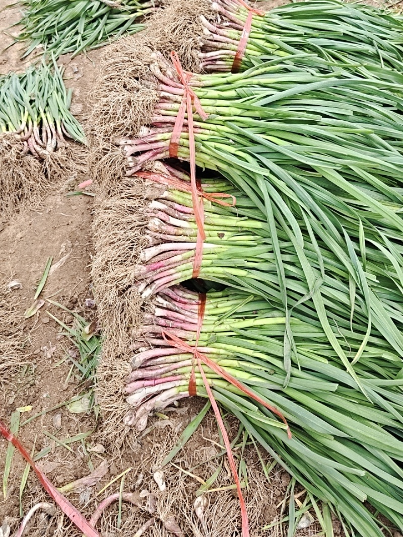 红根蒜苗