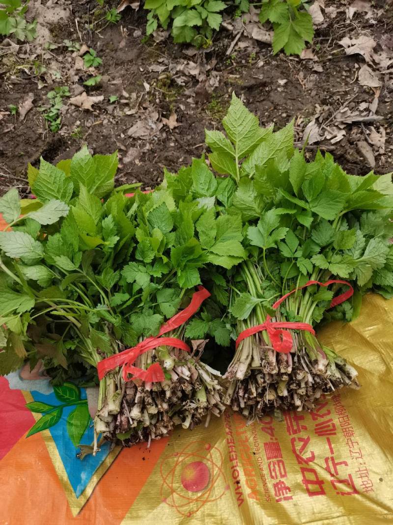 卖山野菜大叶芹