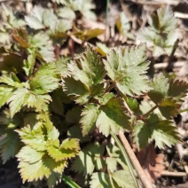 卖山野菜大叶芹