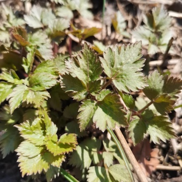 卖山野菜大叶芹