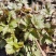 卖山野菜大叶芹