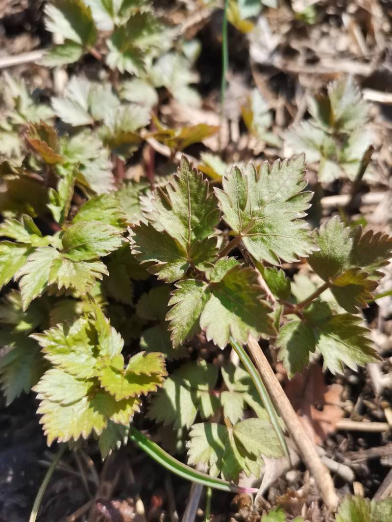 卖山野菜大叶芹
