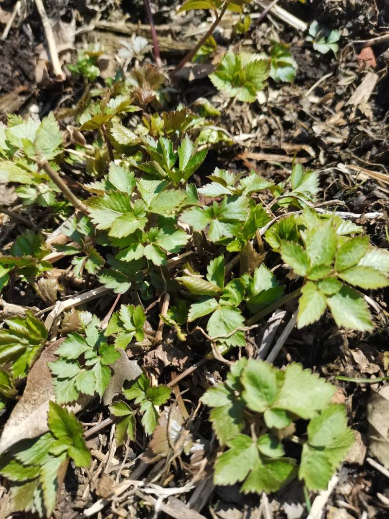 卖山野菜大叶芹