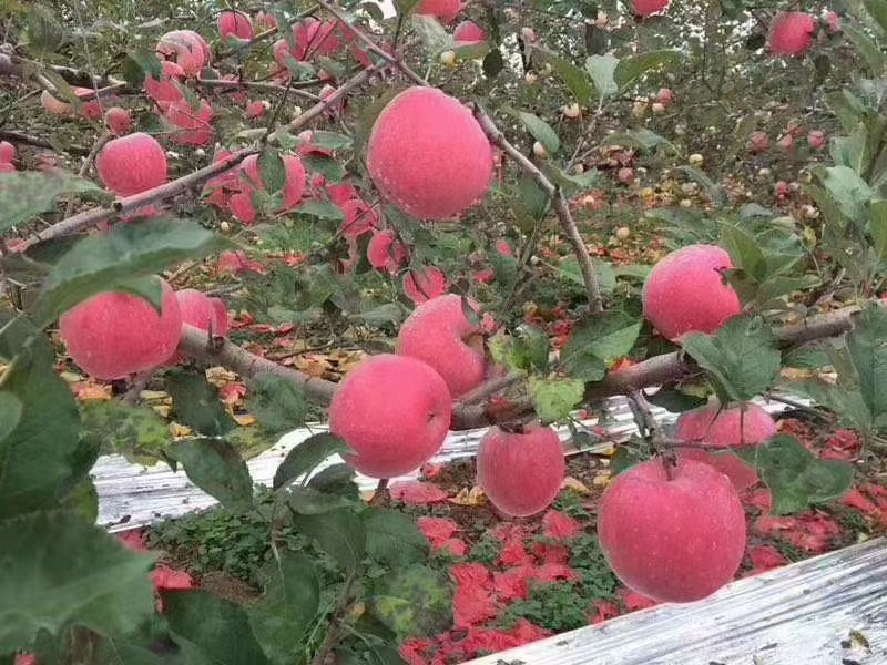 洛川苹果