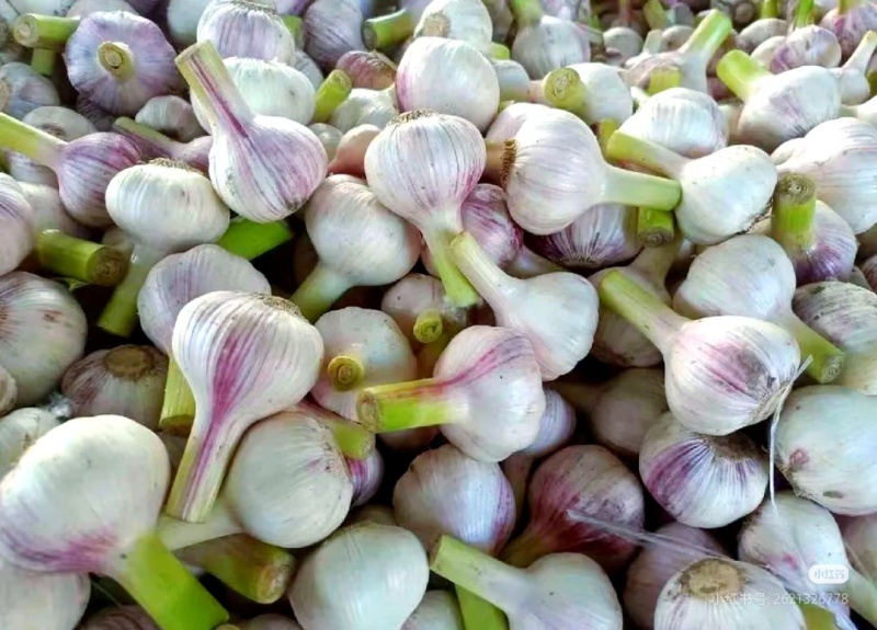 10吨恒温冷藏干大蒜整车批发无芽无霉品质好货