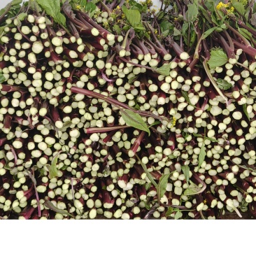 红菜苔批发销售