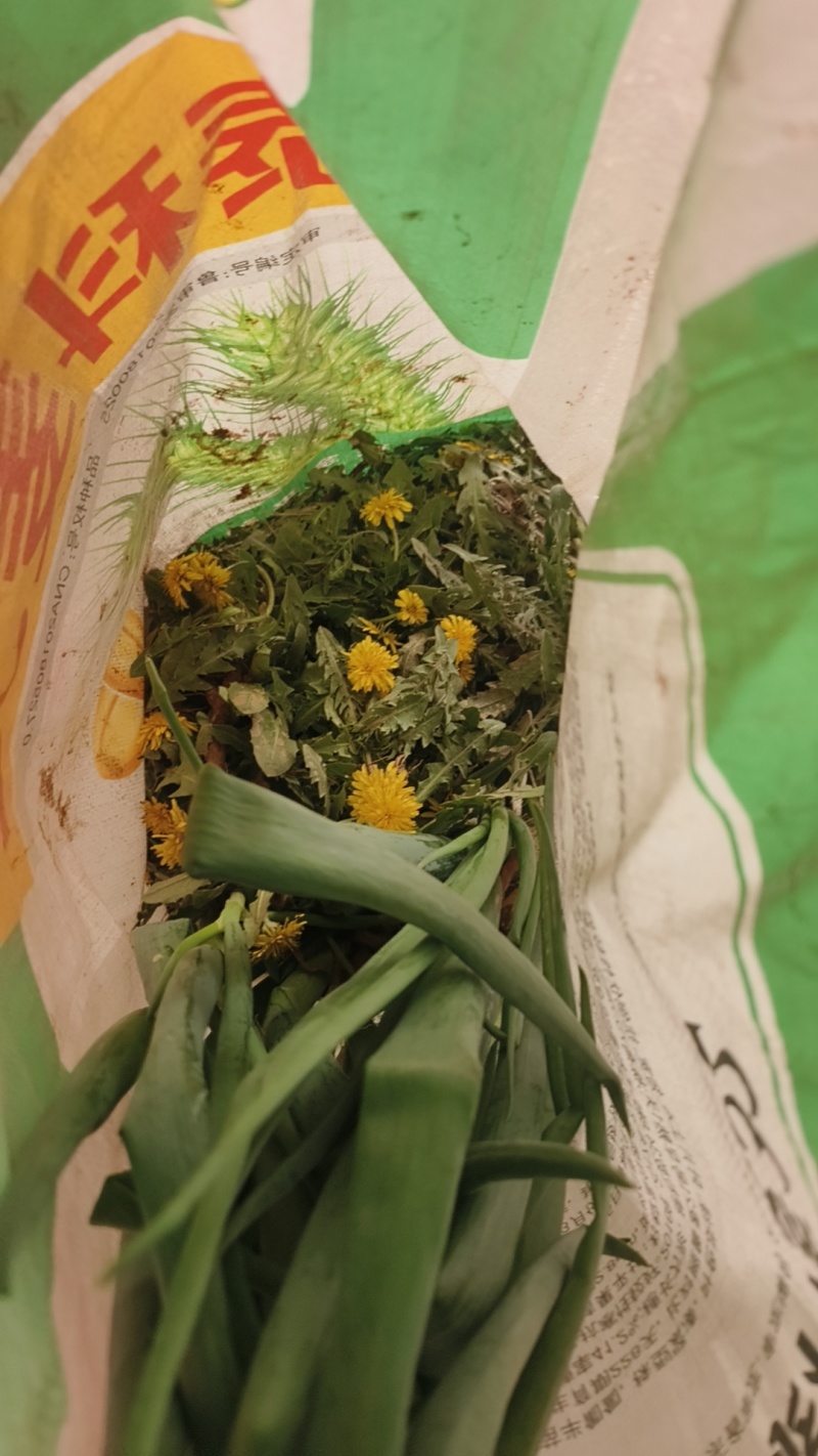 野生蒲公英