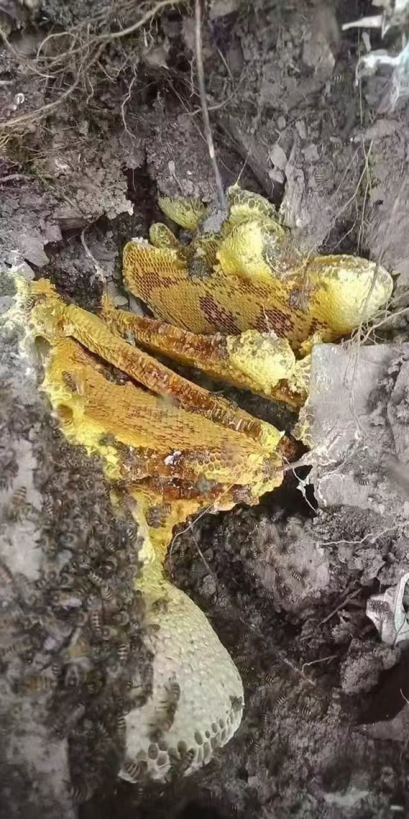 野生蜂蜜土蜂蜜