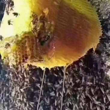 野生蜂蜜土蜂蜜