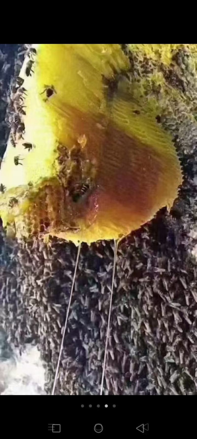 野生蜂蜜土蜂蜜