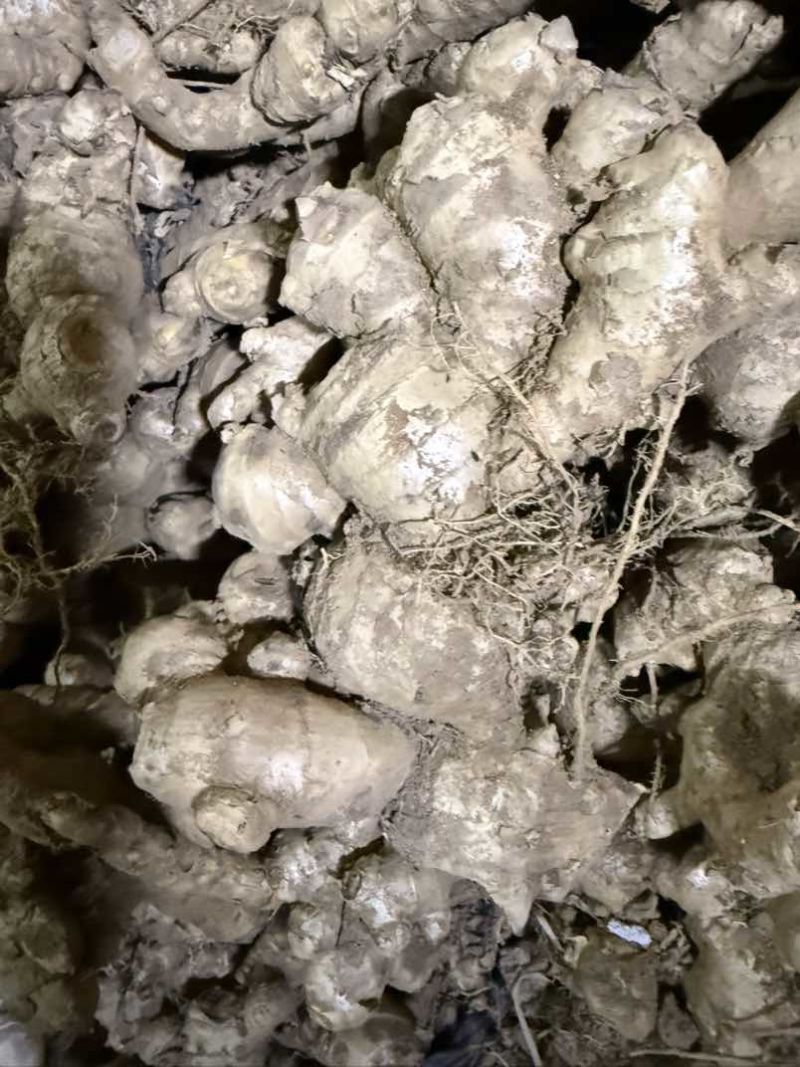 广西南宁十万斤现货，1元直批，本地姜，小黄姜