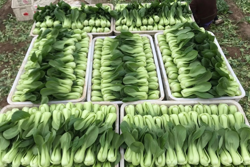 北京大棚上海青