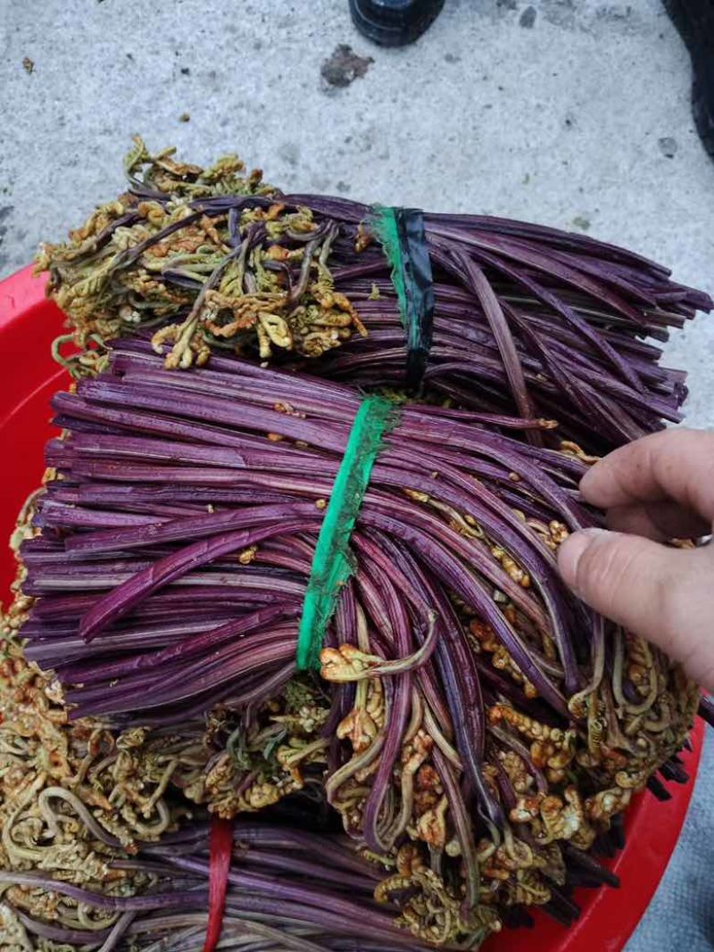 贵州野生蕨菜精品腌制蕨菜长度25公分