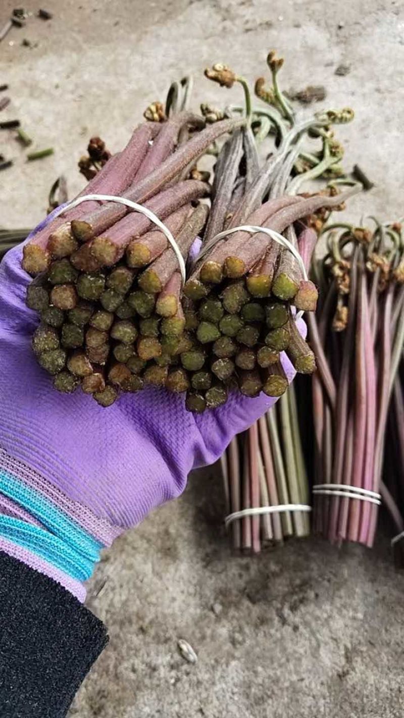 贵州野生蕨菜精品腌制蕨菜长度25公分