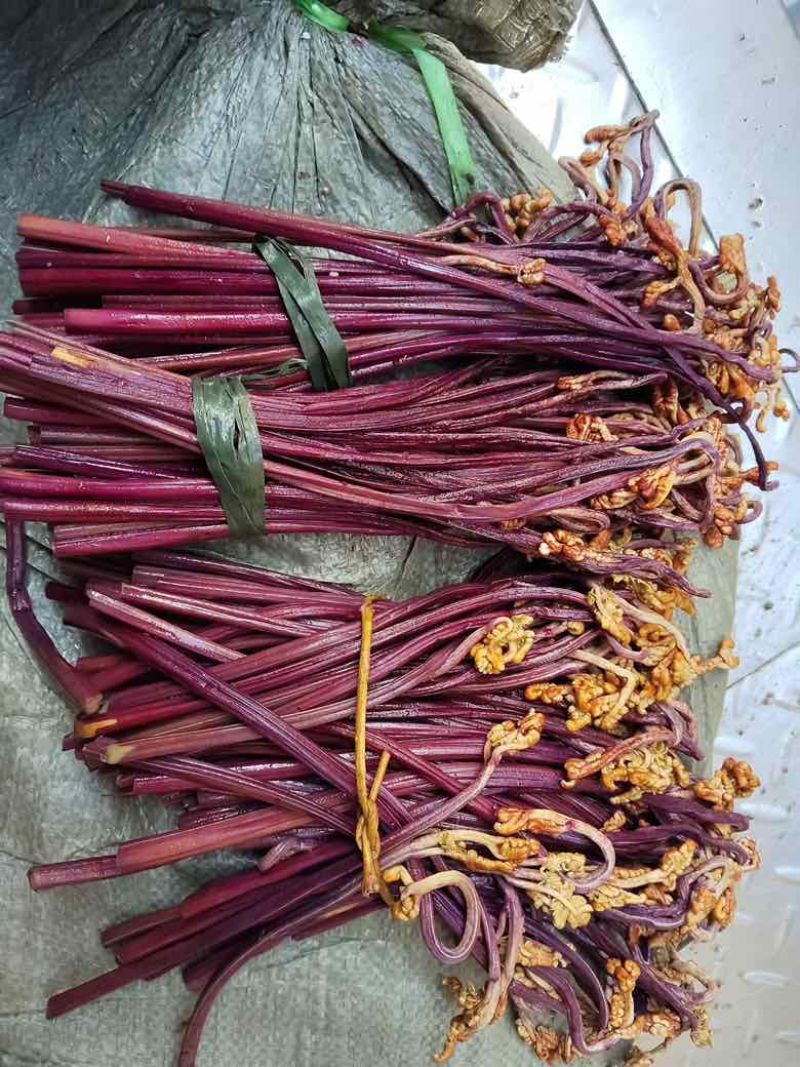 贵州野生蕨菜精品腌制蕨菜长度25公分