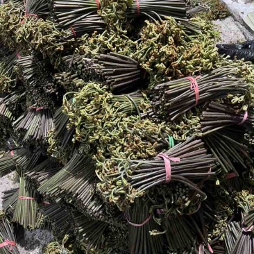 贵州野生蕨菜精品腌制蕨菜长度25公分