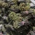 贵州野生蕨菜精品腌制蕨菜长度25公分