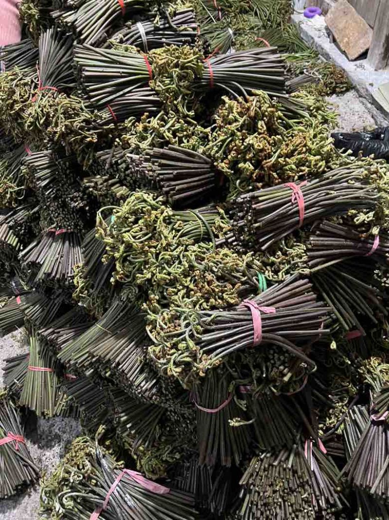 贵州野生蕨菜精品腌制蕨菜长度25公分